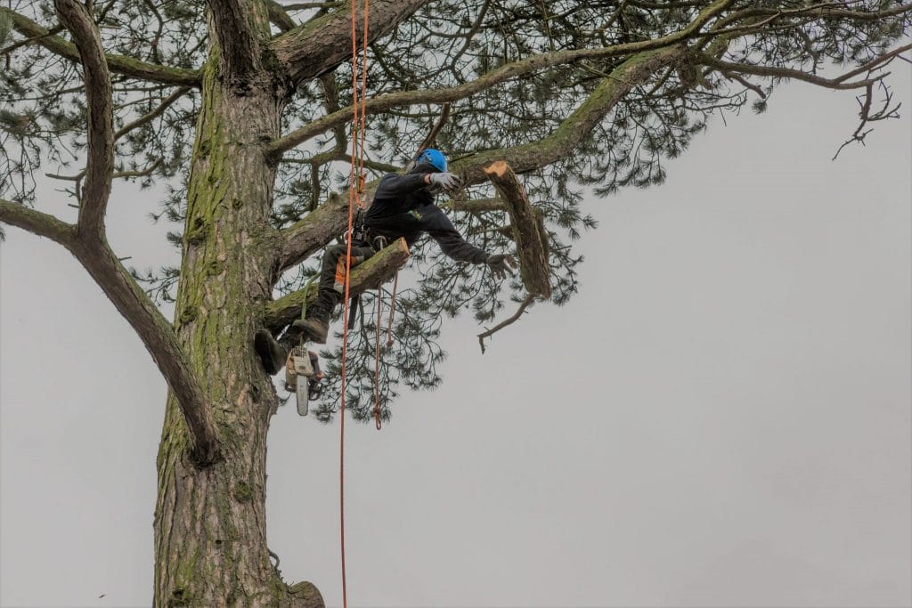 Deadwood and Ivy Removal