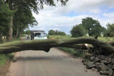 Endon - Removal of Beech Tree