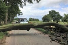 Endon - Removal of Beech Tree