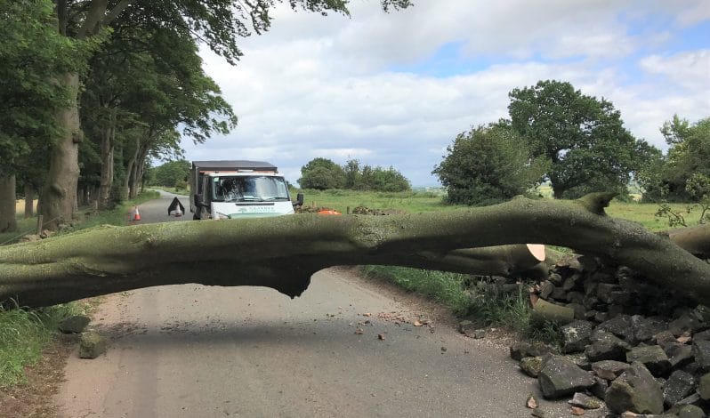 Endon - Removal of Beech Tree