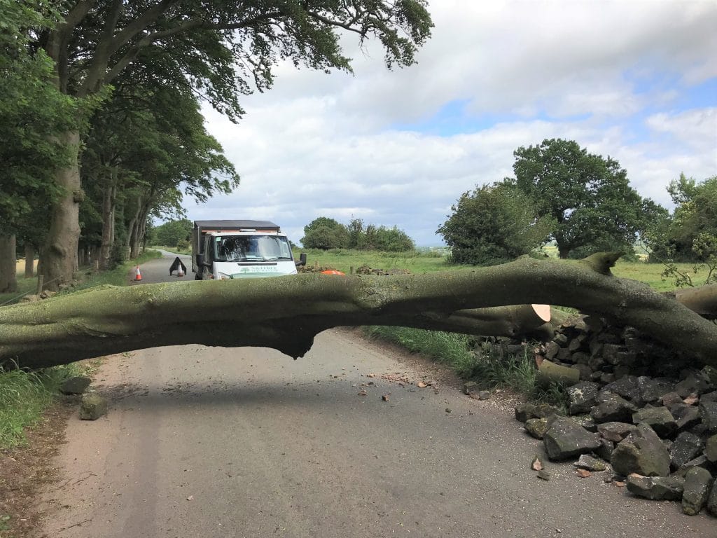 Endon - Removal of Beech Tree